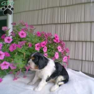 Duchess, Cavalier King Charles Spaniel Puppy